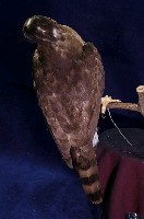 鳳頭蒼鷹藏品圖，第5張